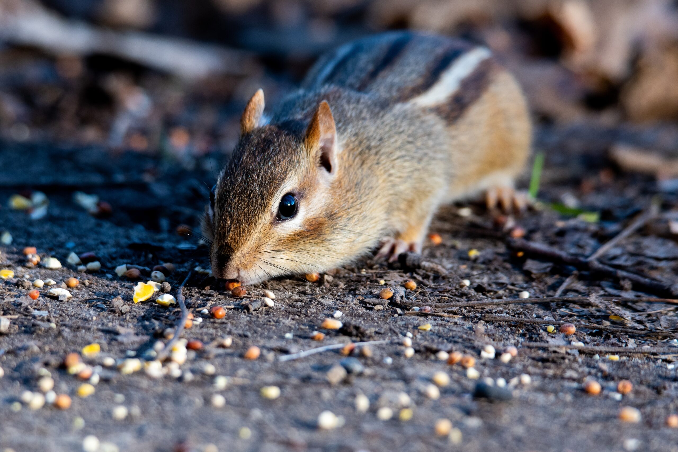 The Mouse That Shook the Audit: Why Rodent Control Can Make or Break Your Food Safety Plan